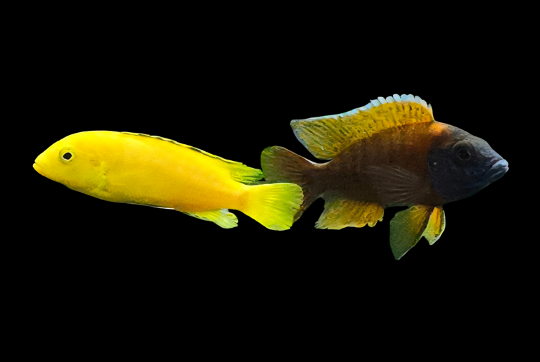 Zwei Fische schwimmen, einer gelb und einer in dunklen Farben mit orangefarbenen Schuppen.